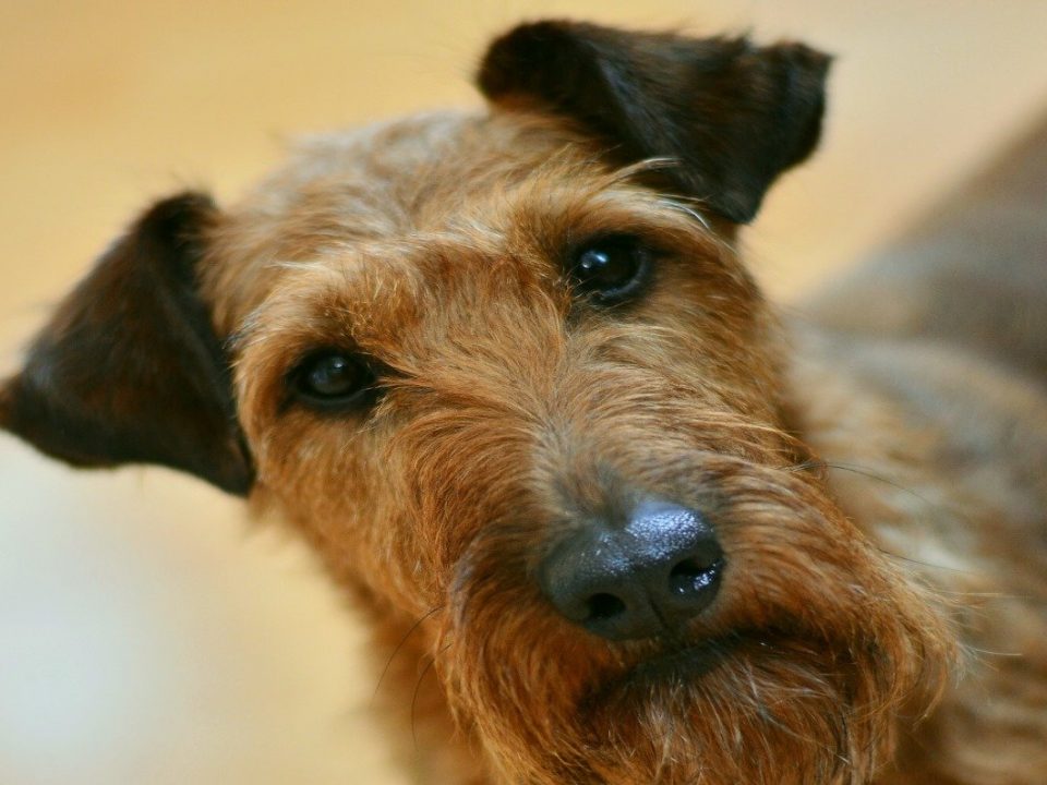 Welsh Terrier