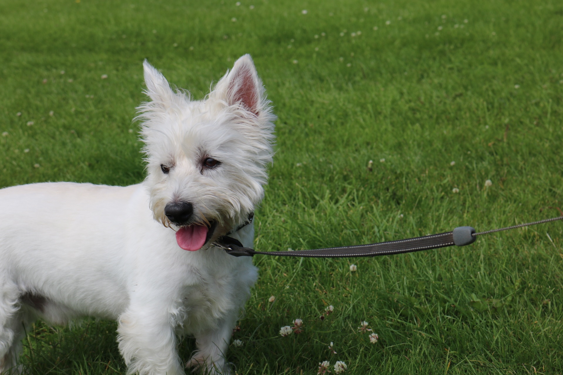 West highland white terrier