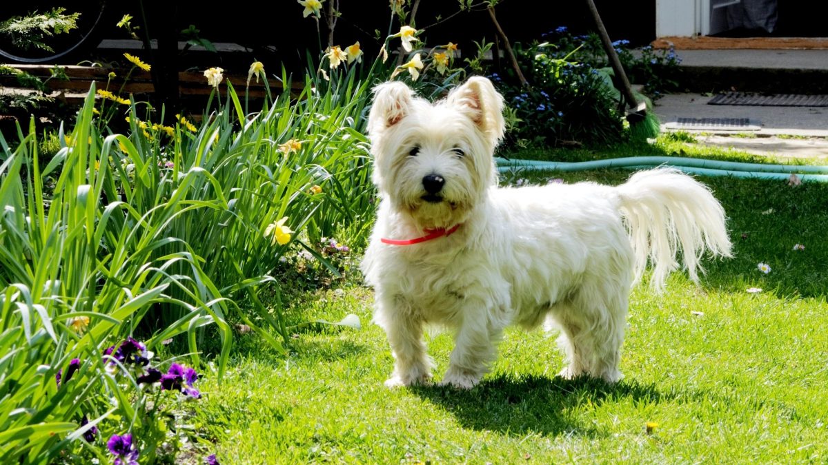 West highland white terrier