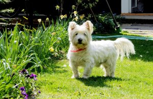 West highland white terrier