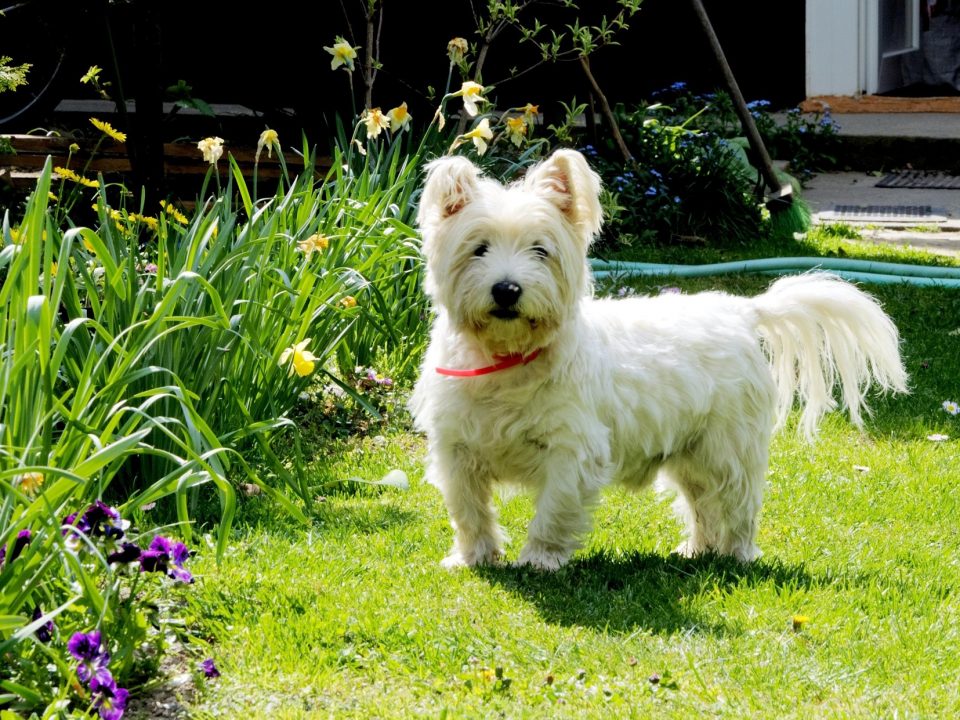 West highland white terrier