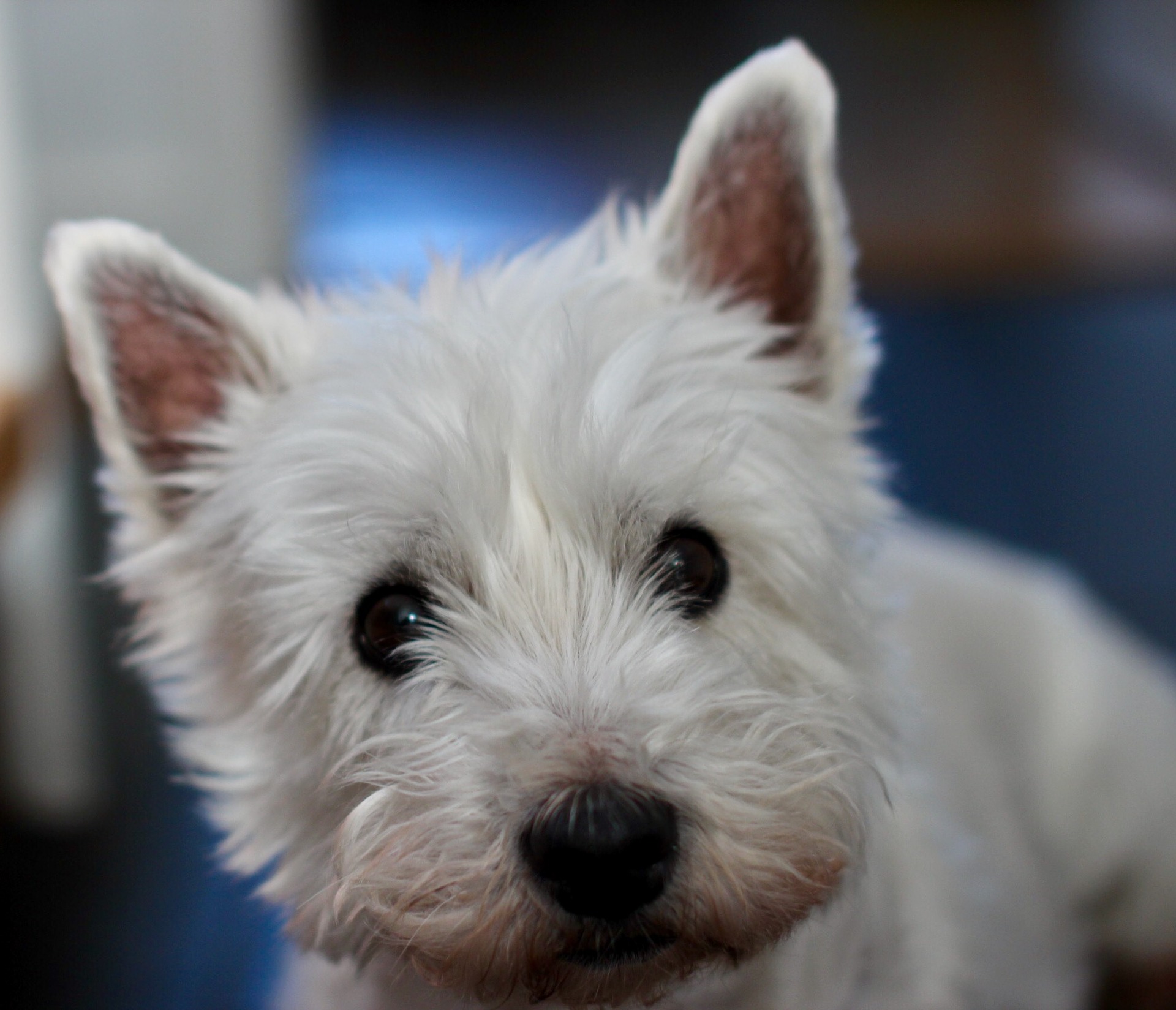 West highland white terrier bobien