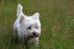 West highland white terrier layka