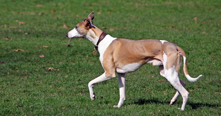 Whippet behoort tot de 10 snelste honden ter wereld