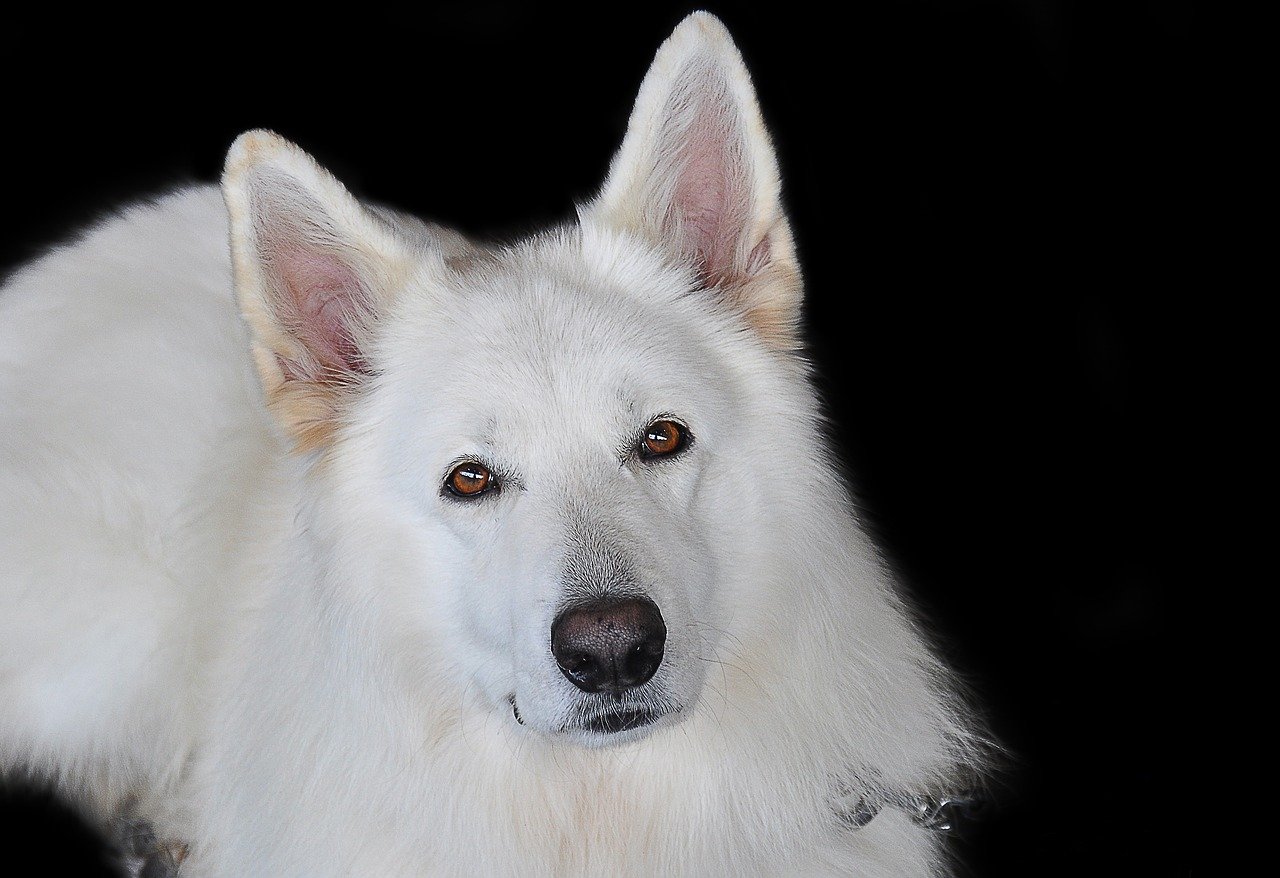 Witte Hondenrassen - Witte Duitse Herdershond