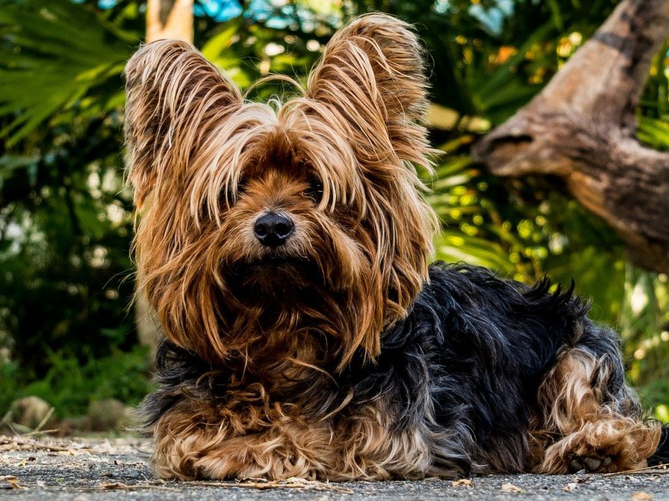 Yorkshire Terrier