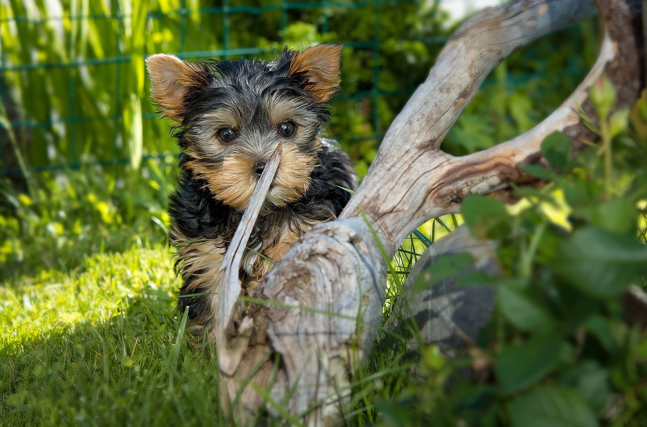 Yorkshire Terrier puppy