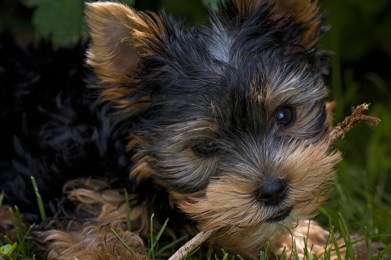 Yorkshire Terrier