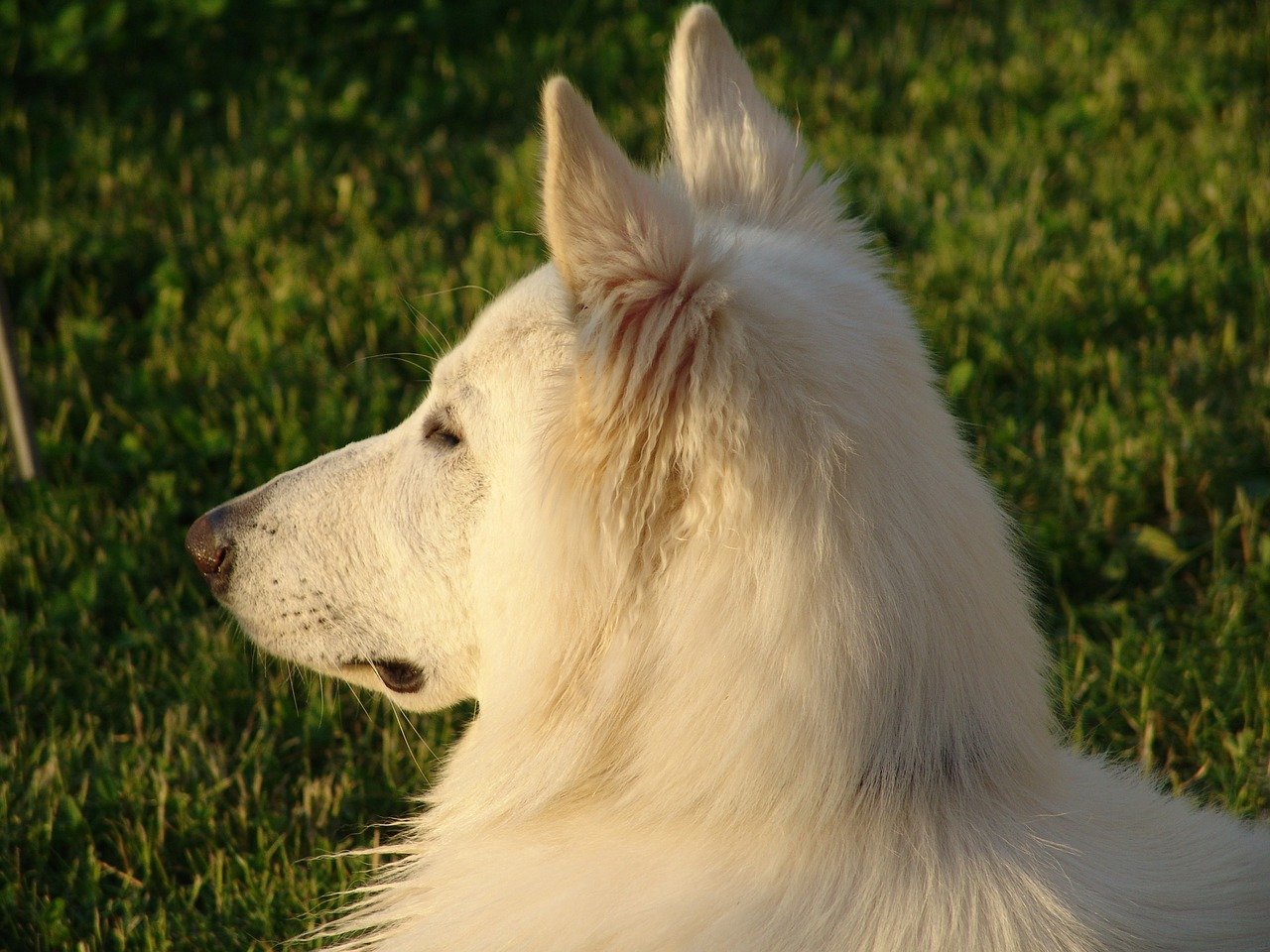 Zwitserse witte herder hond