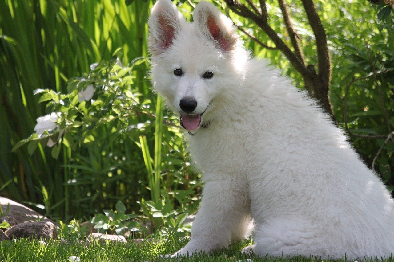 Zwitserse witte herder puppy