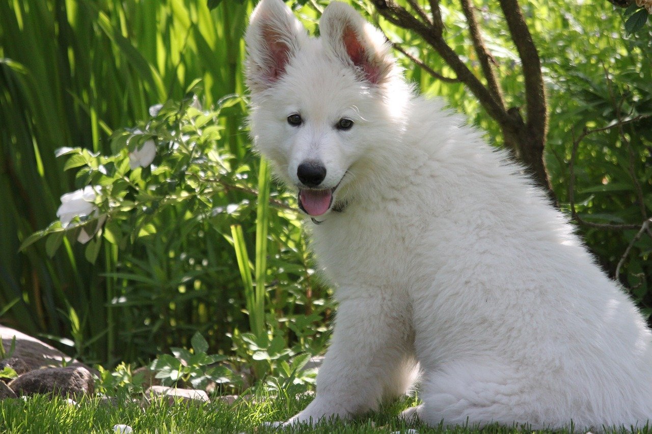 witte herder puppy