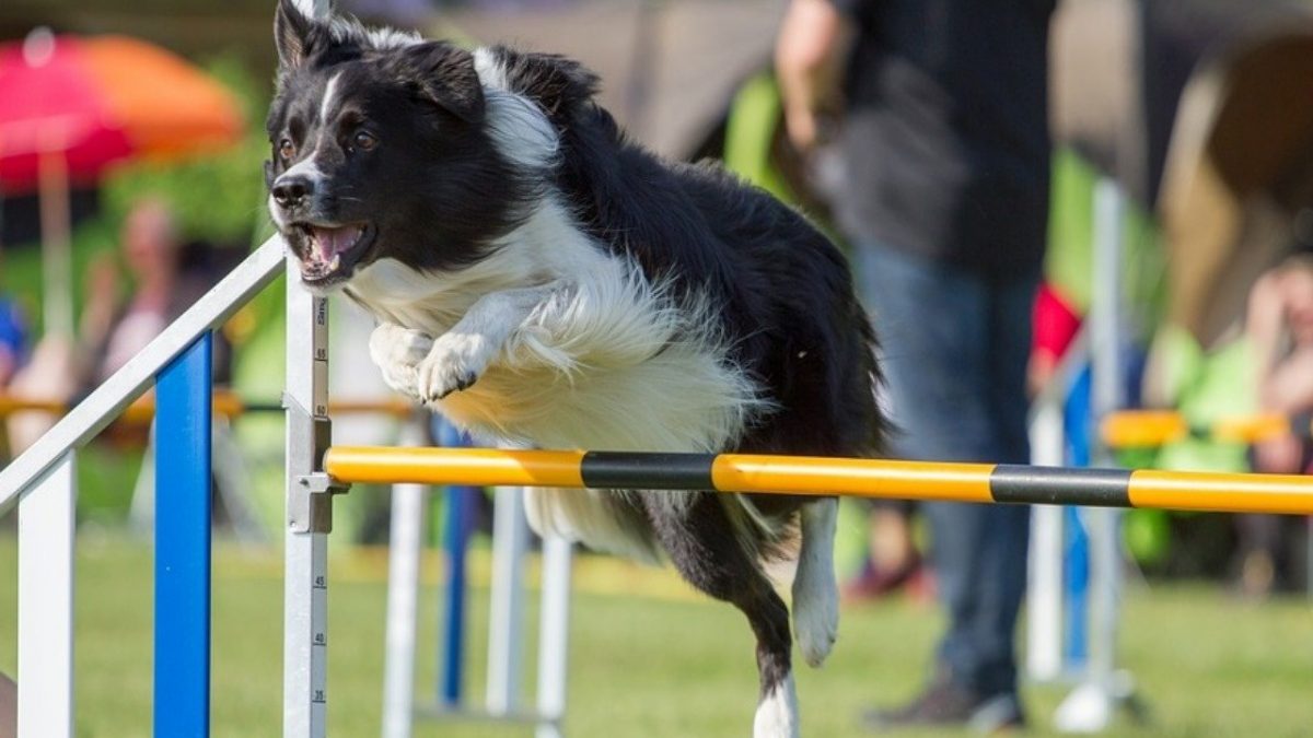 agility-springen