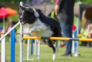 agility-springen