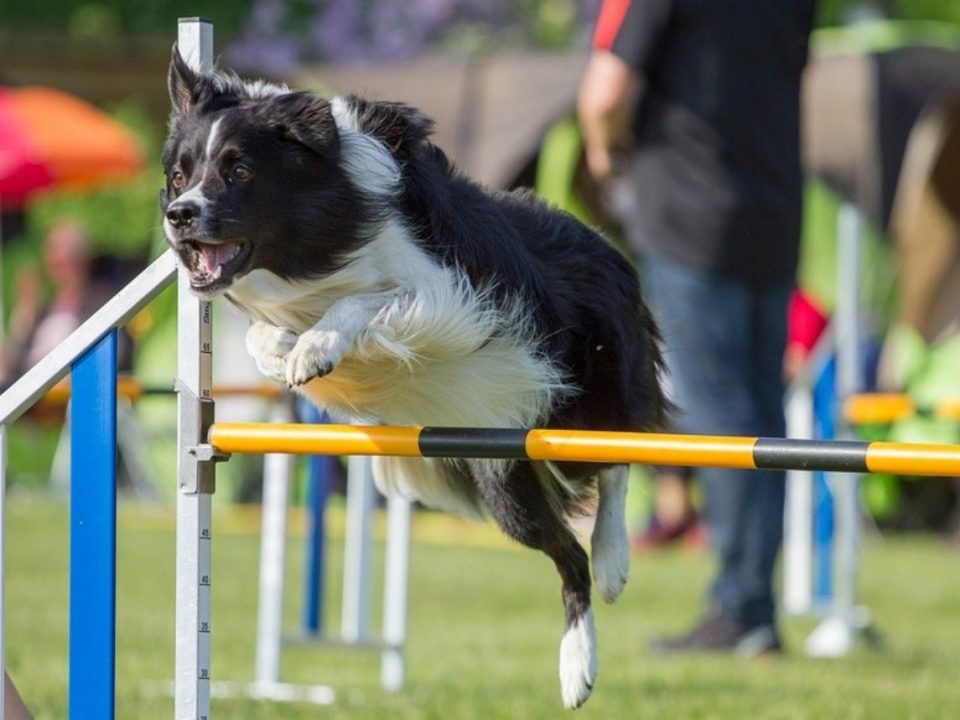 agility-springen