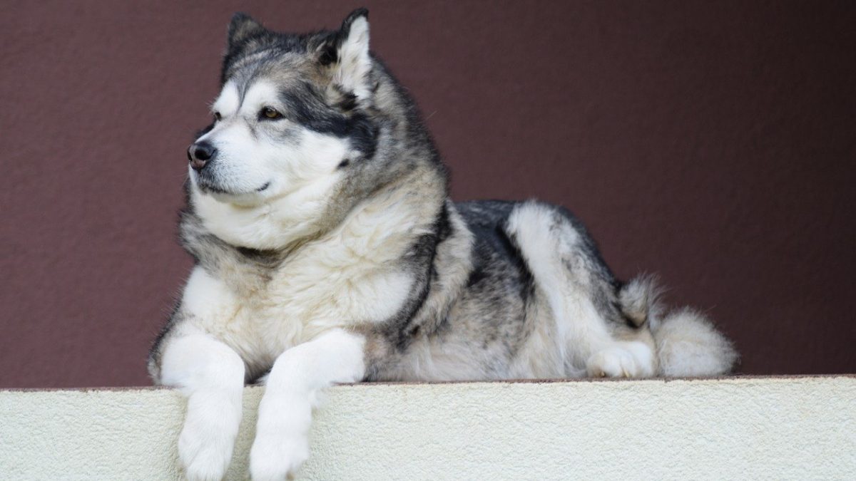 alaskan-malamute