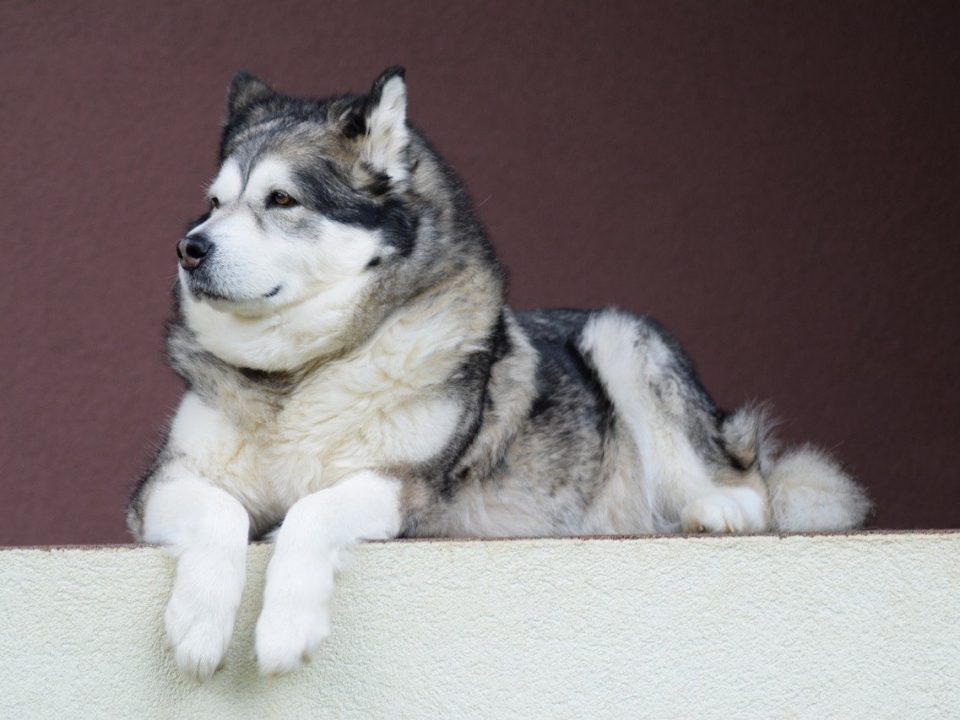 alaskan-malamute