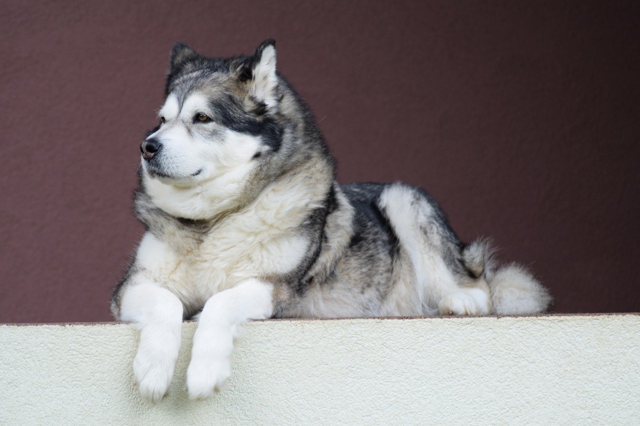 alaskan-malamute - grote hondenrassen