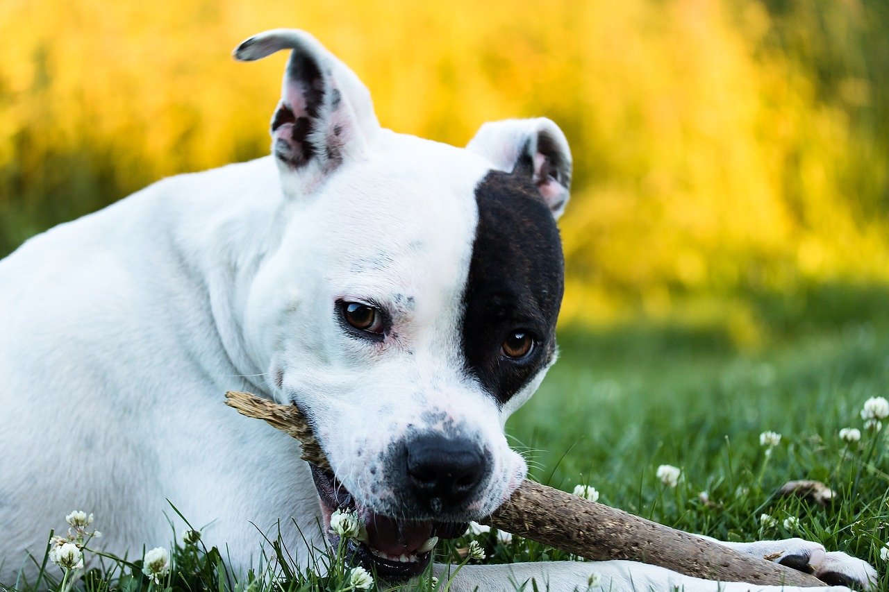 Amerikaanse staffordshire Terriers