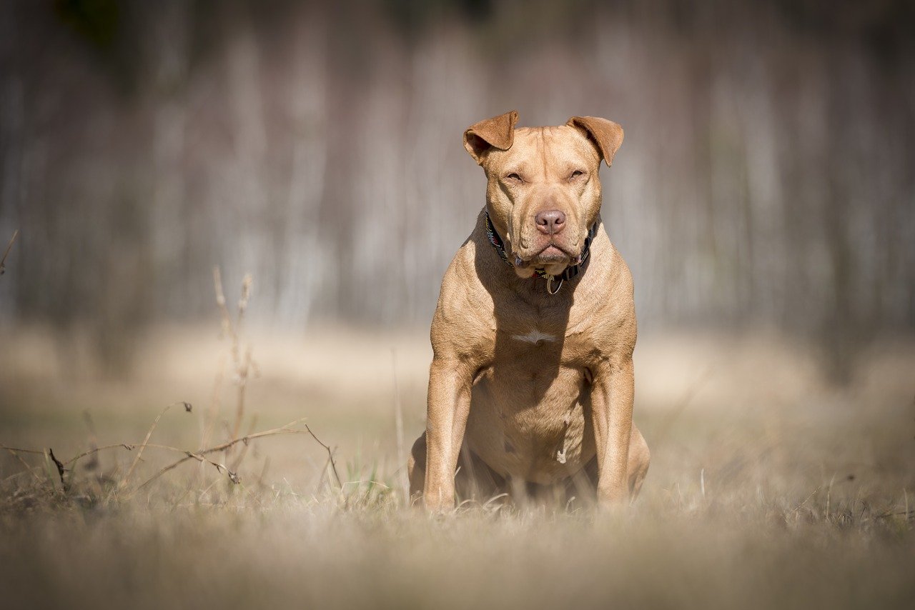 Gevaarlijke hondenrassen - american-staffordshire-terrier