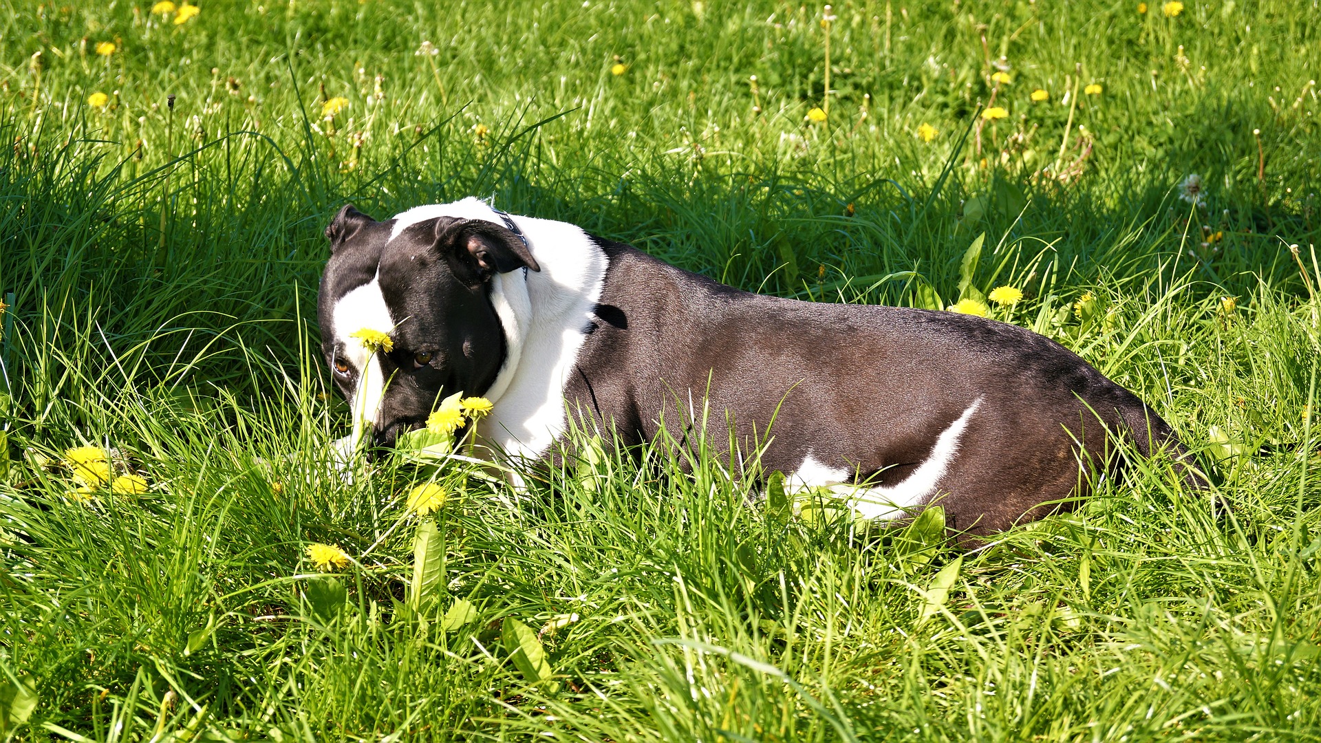 amerikaanse bulldog