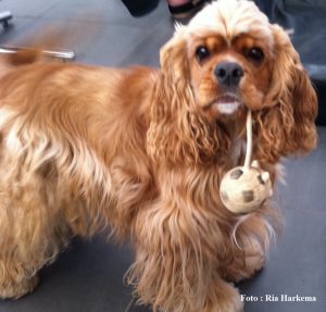 Amerkaanse cocker Spaniel