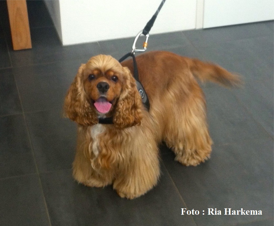 Amerkaanse cocker Spaniel puppy