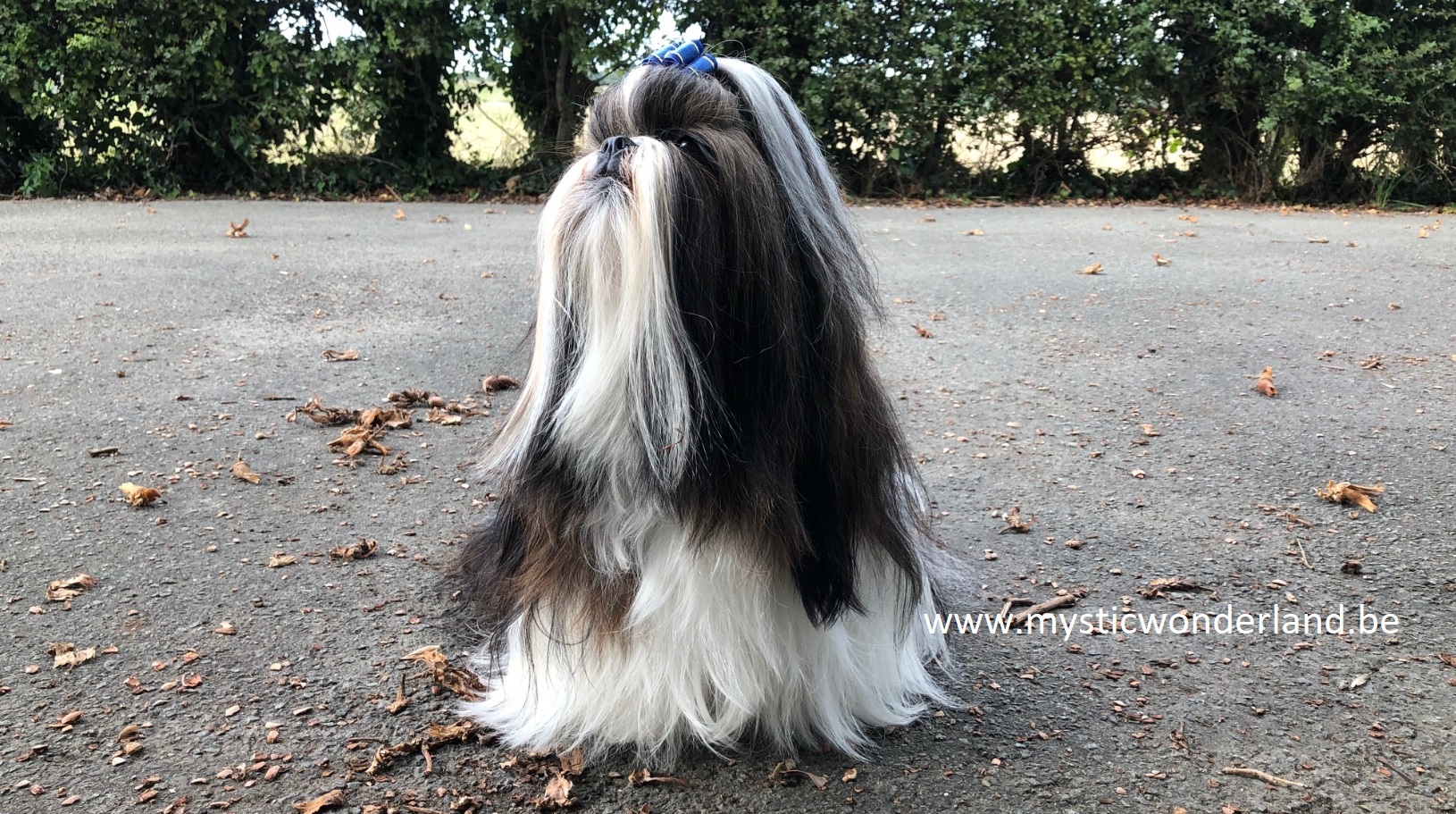 Shih-Tzu mysticwonderland