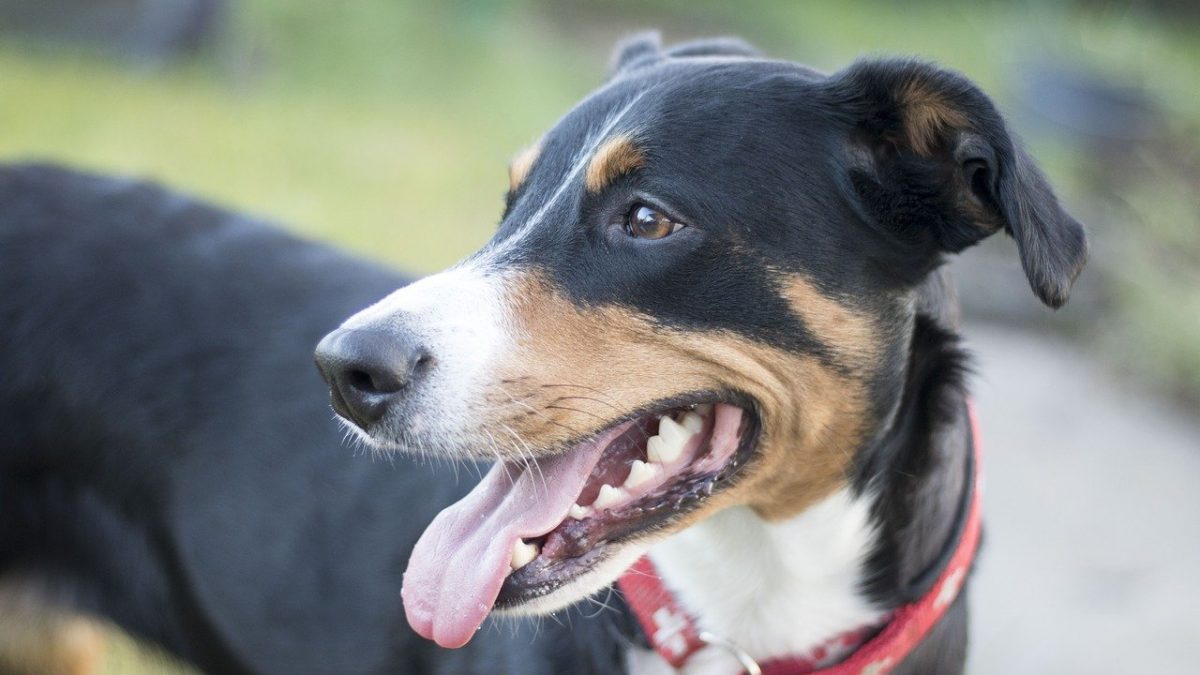 Appenzeller Sennenhond