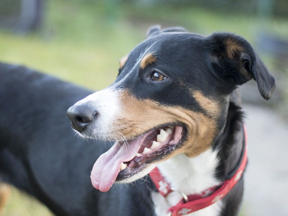 Appenzeller Sennenhond