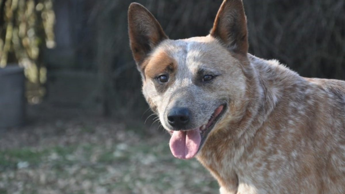 Australien Cattledog