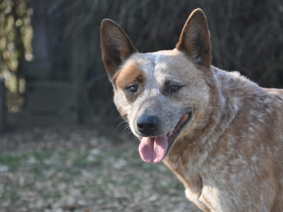 Australien Cattledog