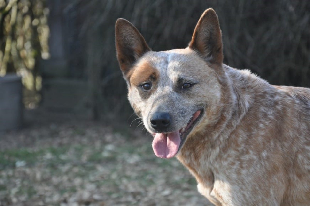 Australian Cattledog