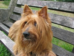 Australische Terrier - australian terrier 76296 1280