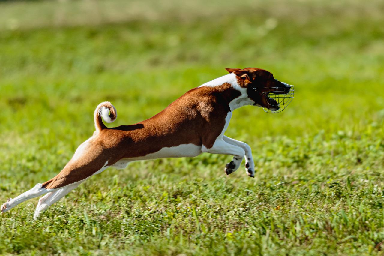 basenji-6877288_1280_S