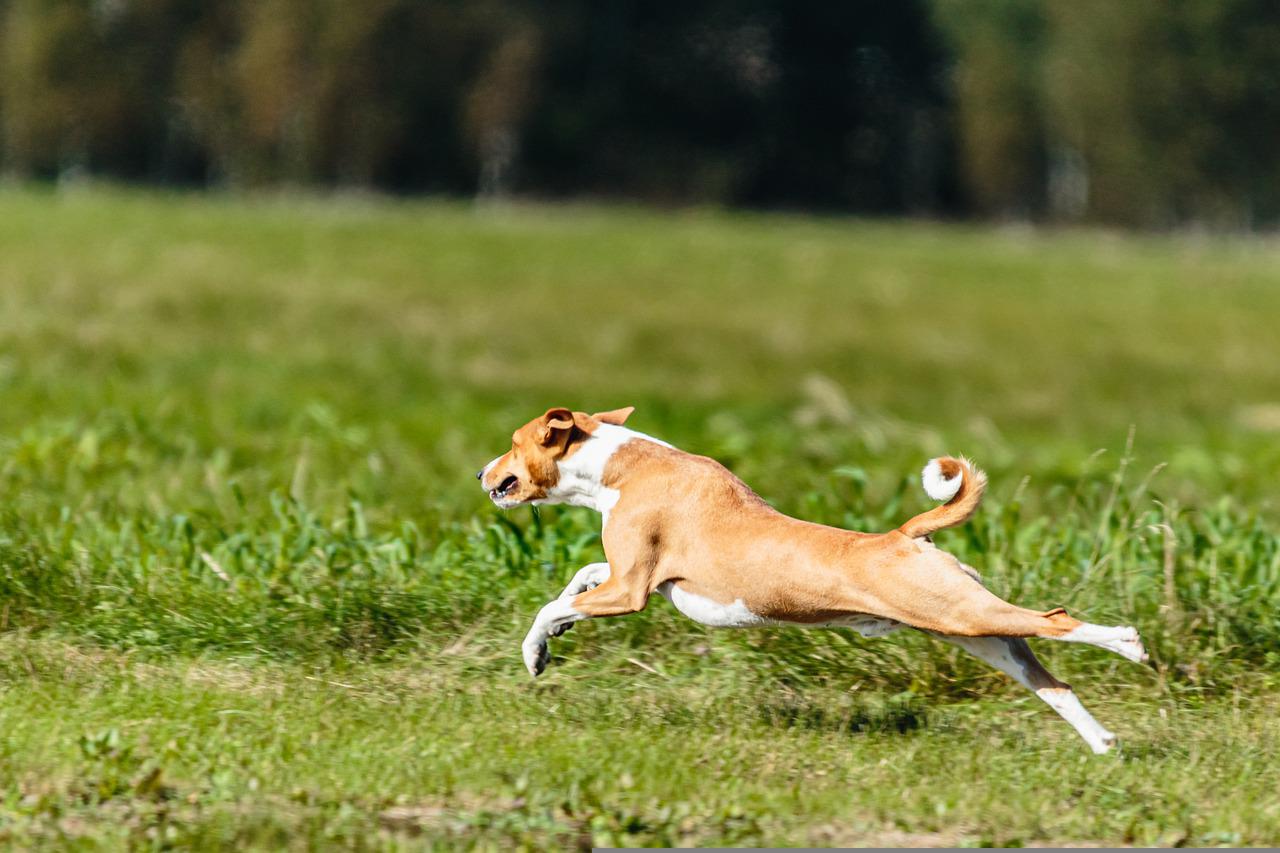 basenji-puppy-6877295_1280_S