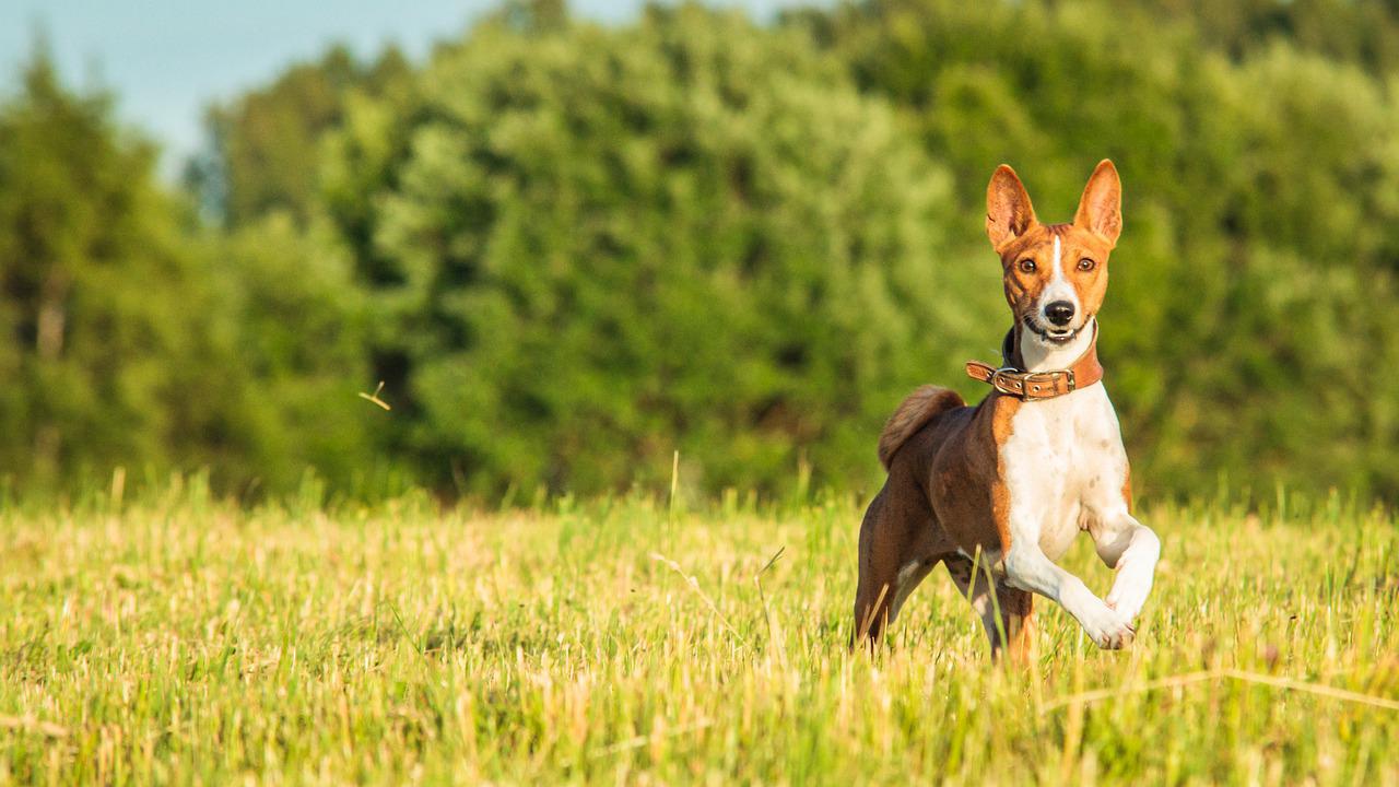 basenji opvoeden-7043689_1280_S