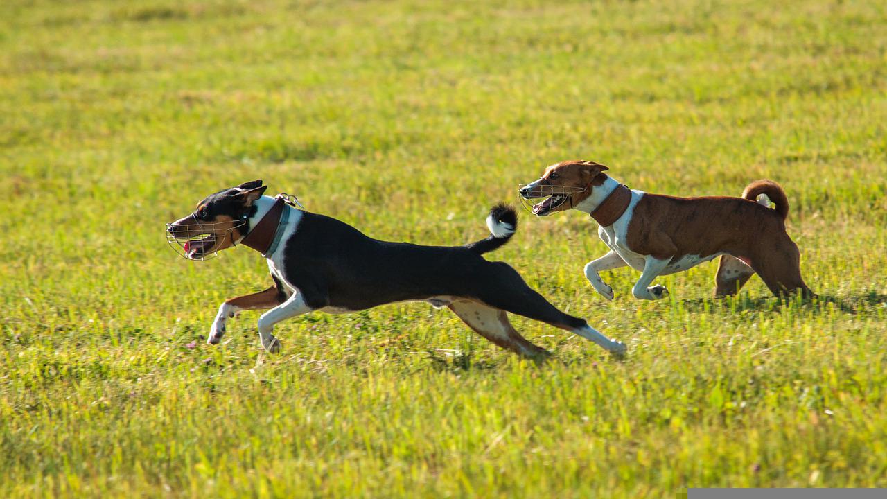 basenji uiterlijk