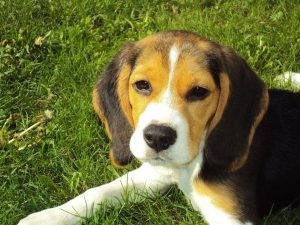 beagle_puppy - beagle puppy