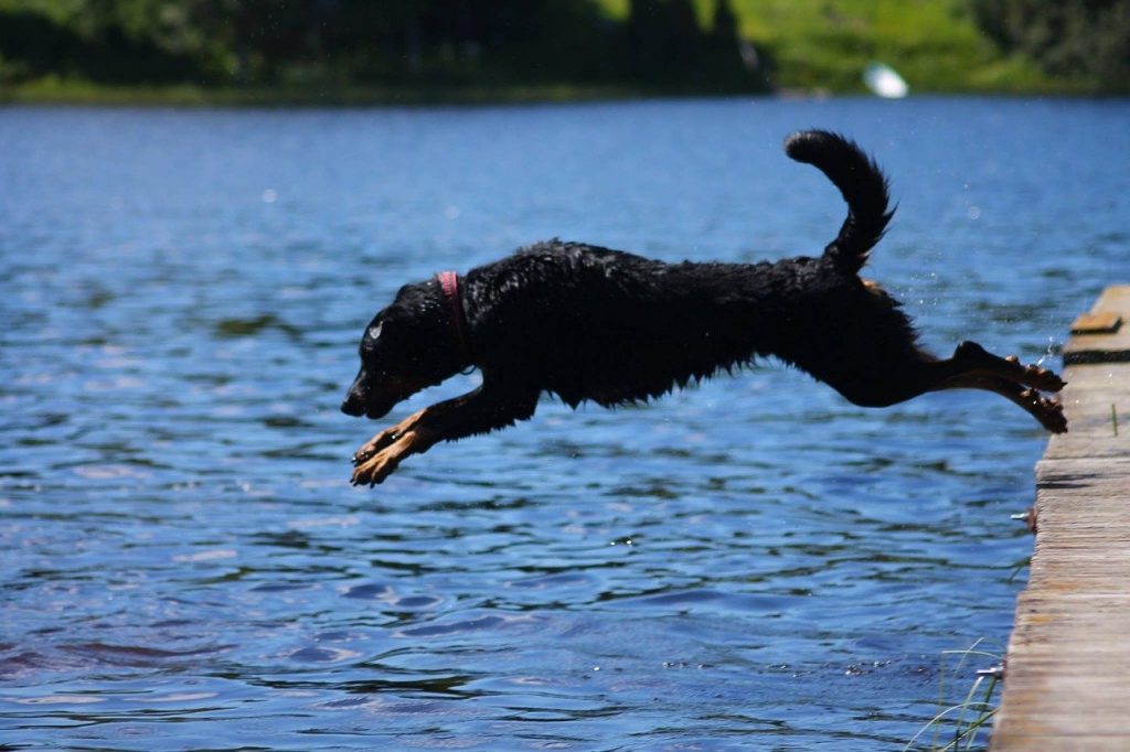 Beauceron