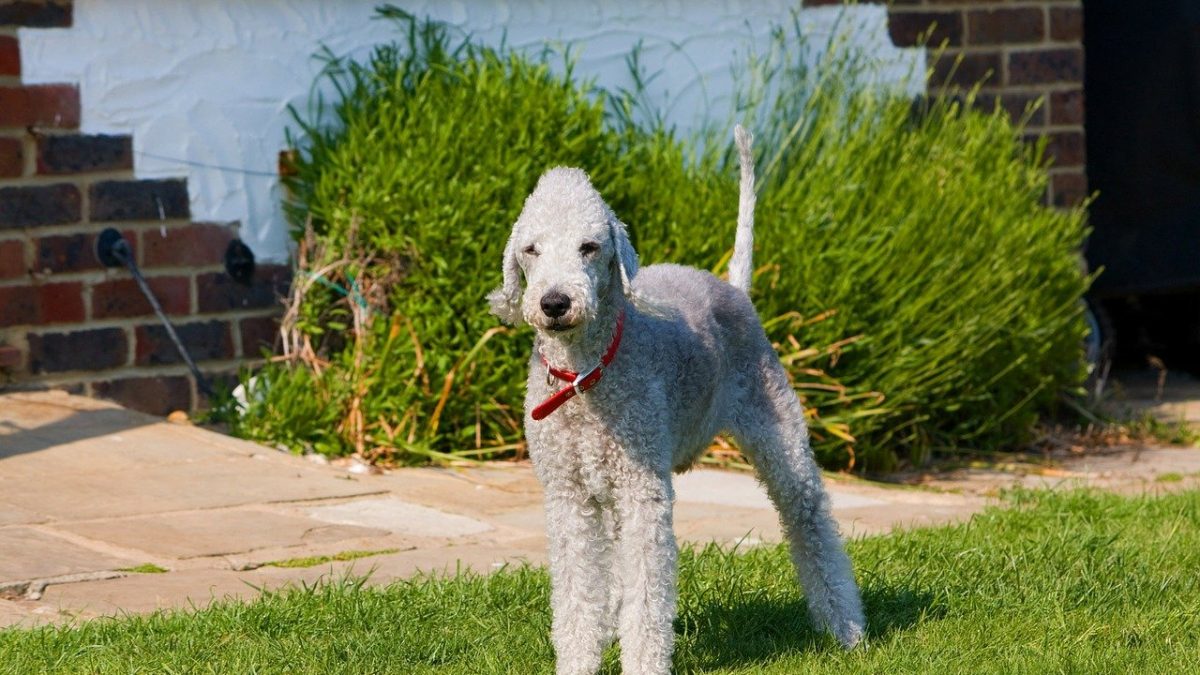 bedlington-terrier