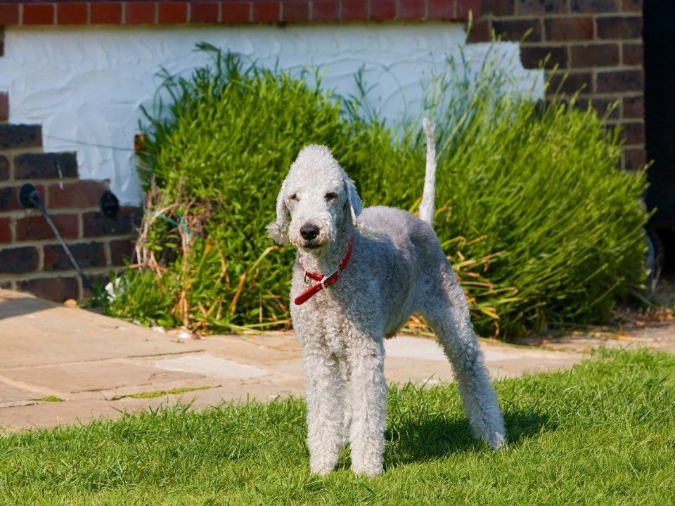 bedlington-terrier