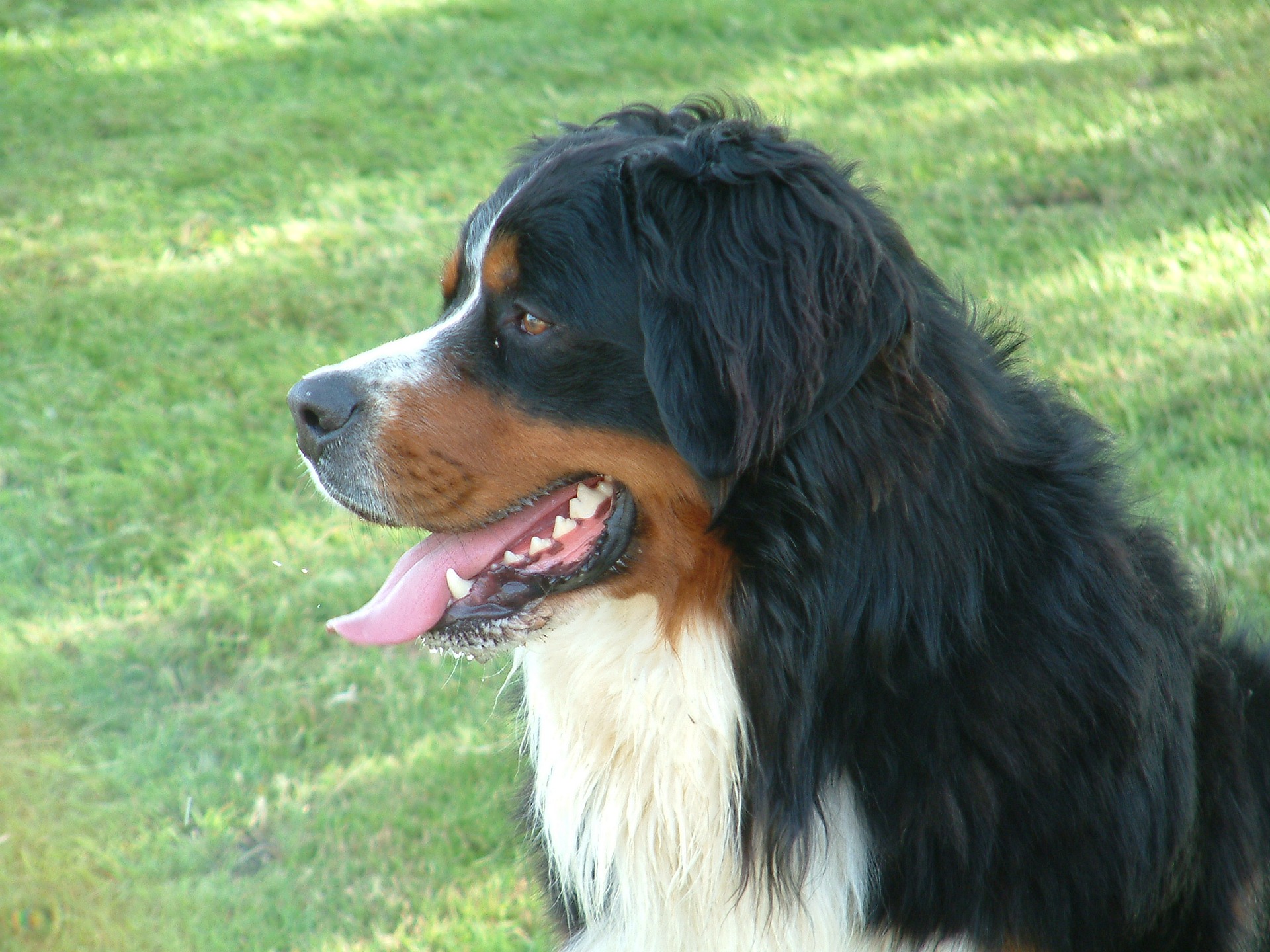 berner sennen hond