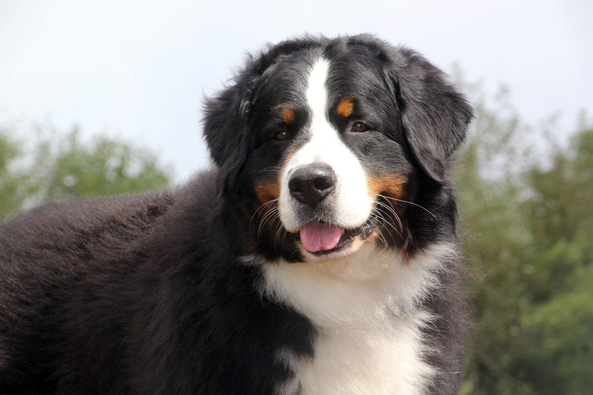 berner sennenhond