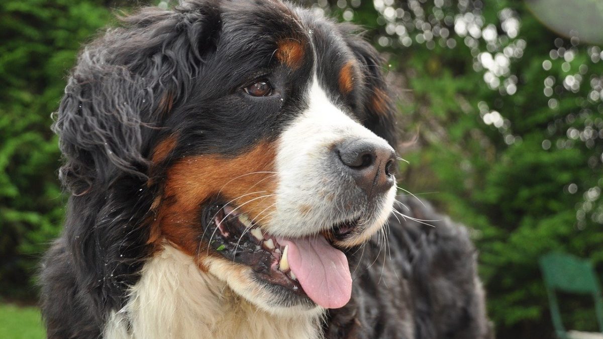 Bernese mountain hond