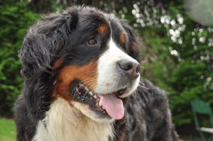 Bernese mountain hond