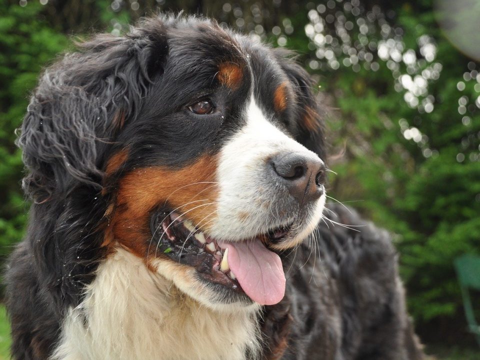 Bernese mountain hond