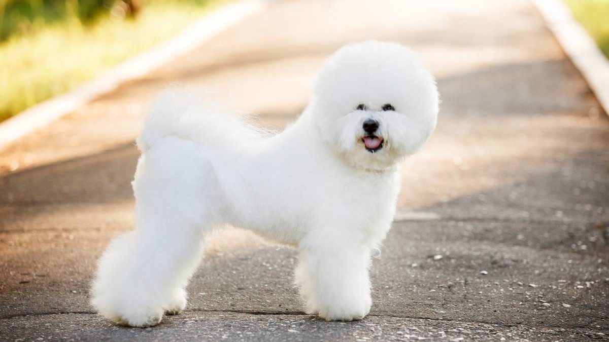 bichon frise Depositphotos_142512013_S