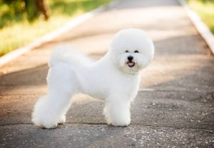 bichon frise Depositphotos_142512013_S