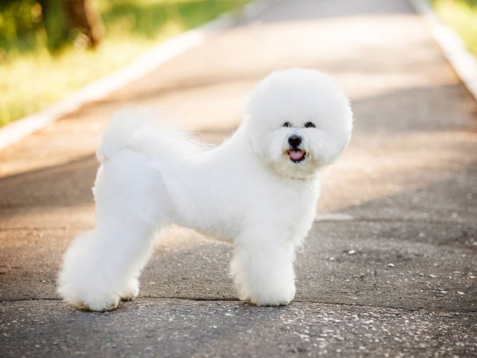 bichon frise Depositphotos_142512013_S