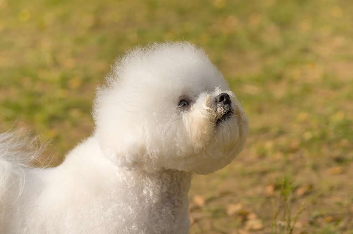 bichon frise Depositphotos_167803014_S